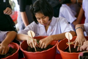 ปลูกข้าวในกระถาง