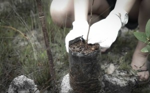 Planting National Tree6